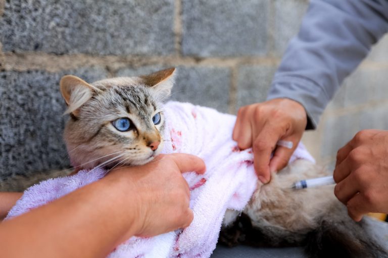 Entenda a vacinação dos pets