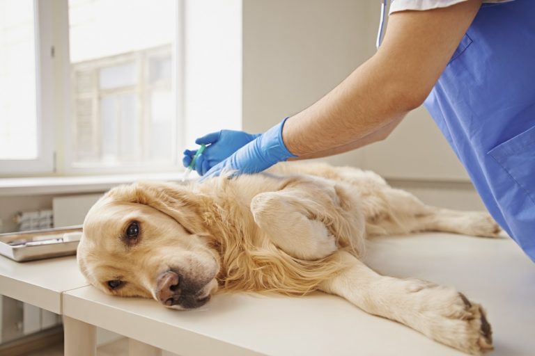 A importância da prova de compatibilidade antes da transfusão sanguínea nos cães