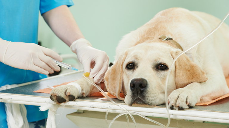 Você sabia que cães podem precisar de transfusão de sangue? Saiba como funciona e sua importância