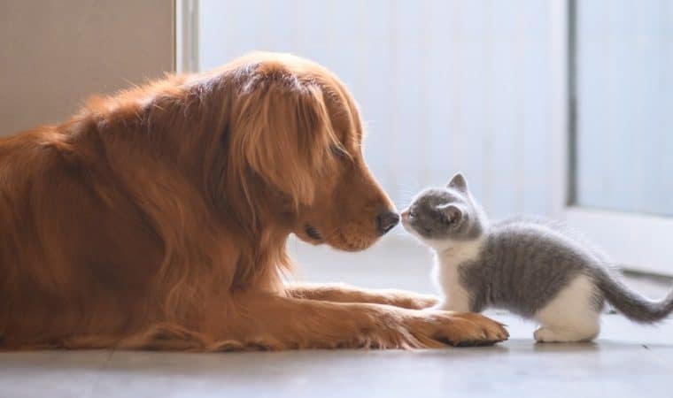 Coronavírus e os pets: Informação é tudo