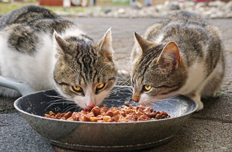 Você quer saber um pouco mais sobre alimentação de gatos? Então veja nossa entrevista com uma especialista na área