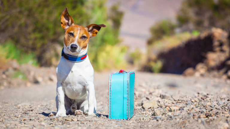 E como ficam os pets em feriados prolongados para quem pretende viajar?