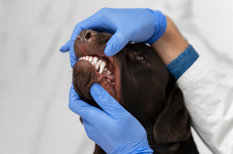 Técnicas Complementares de Importância para o Diagnóstico Odontológico de Cães e Gatos