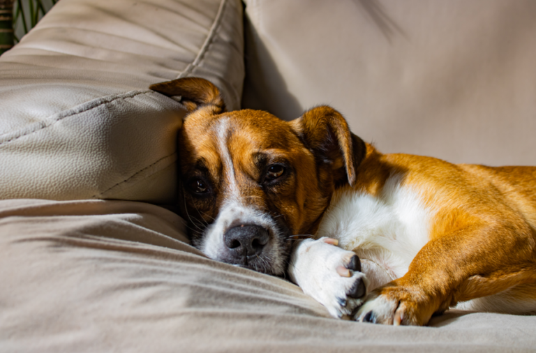Ansiedade em cães e gatos: como identificar e ajudar seu pet a viver com mais bem-estar